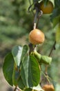 Japanese pear Royalty Free Stock Photo