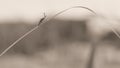 Japanese Pectocera Hige on The Leaves as Sepia Color