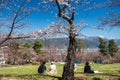 Japanese people hanami under sakura tree, Matsumoto