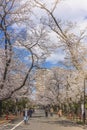 People walking under the cherry blossoms of Yanaka cemetery.