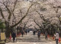 People walking under the cherry blossoms of Yanaka cemetery.