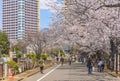 People walking under the cherry blossoms of Yanaka cemetery.