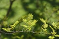 Japanese pepper tree