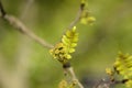 Japanese pepper tree