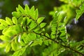 Japanese pepper (Zanthoxylum piperitum) leaves.Rutaceae dioecious deciduous shrub.