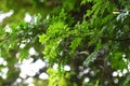 Japanese pepper (Zanthoxylum piperitum) leaves.Rutaceae dioecious deciduous shrub.