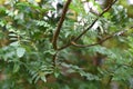 Japanese pepper (Zanthoxylum piperitum) leaves.Rutaceae dioecious deciduous shrub.