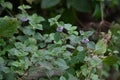 Japanese peppermint ( Mentha canadensis ) flowers. Lamiaceae perennial herb.