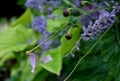 Japanese perennial in the rain with dew drops under an old broken butternut tree in the garden in the evening