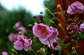 Japanese perennial in the rain with dew drops under an old broken butternut tree in the garden in the evening