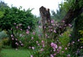 Japanese perennial in the rain with dew drops under an old broken butternut tree in the garden in the evening