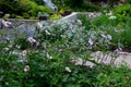 Japanese perennial in the rain with dew drops under an old broken butternut tree in the garden in the evening, sidewalk, threshing