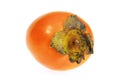 Japanese Persimmon