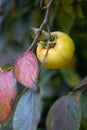 Japanese Persimmon Diospyros kaki green-yellow ripening fruit