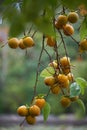 Japanese persimmon Diospyros kaki . Japan Royalty Free Stock Photo