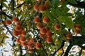 Japanese persimmon (Diospyros kaki ). Japan Royalty Free Stock Photo