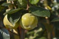 Japanese persimmon Jiro