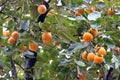 Japanese persimmon tree ( kaki )