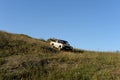 Japanese pickup Datsun 720 in the foothills of the Altai mountains