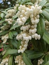 Japanese pieris L. Pieris japonica flowers closeup