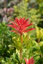 Japanese pieris Mountain Fire