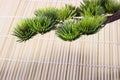 Japanese pine Royalty Free Stock Photo