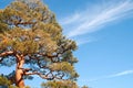 Japanese Pine Royalty Free Stock Photo