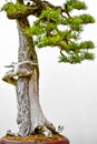 Japanese Pine Bonsai Tree White Background