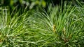 Japanese pine Pinus parviflora Glauca with young long shoots. Close-up of original two-tone green and silvery pine needles