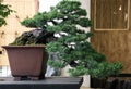 Japanese pine Pinus pentaphylla like bonsai Royalty Free Stock Photo