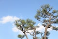 Japanese pine tree Royalty Free Stock Photo