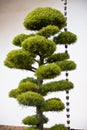 JAPANESE PINE TREE WITH BELLS