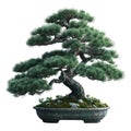 Japanese pine tree bonsai. AI-generated.
