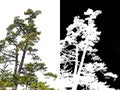 Japanese pine tree on corner isolated with alpha channel