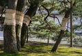 Japanese pine tree garden in kyoto, Japan Royalty Free Stock Photo