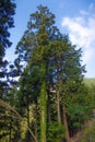 Japanese pine tree in Midori city, Japan.