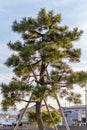 Japanese pine tree supported by poles called yukitsuri which project the branches breaking under the weight of snow.