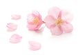 Japanese pink cherry blossom, flower petals, white background, spring photography