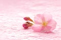 Japanese cherry blossom isolated on pink traditional paper background Royalty Free Stock Photo