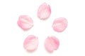 Japanese pink cherry blossom petal isolated on white background Royalty Free Stock Photo