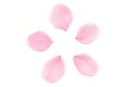 Japanese pink cherry blossom petal isolated on white background Royalty Free Stock Photo