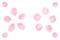 Japanese pink cherry blossom petals abstract on white background
