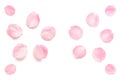 Japanese pink cherry blossom petals abstract on white background