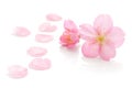 Japanese pink cherry blossom and petals isolated on white background Royalty Free Stock Photo