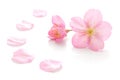 Japanese pink cherry blossom and petals isolated on white background Royalty Free Stock Photo