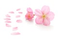 Japanese pink cherry blossom and petals isolated on white background Royalty Free Stock Photo