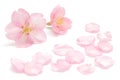 Japanese cherry blossom and petals isolated on white background Royalty Free Stock Photo