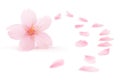 Japanese pink cherry blossom and petals isolated on white background Royalty Free Stock Photo