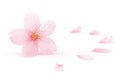 Japanese pink cherry blossom and petals isolated on white background Royalty Free Stock Photo