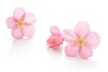 Japanese pink cherry blossom and petals isolated on white background Royalty Free Stock Photo